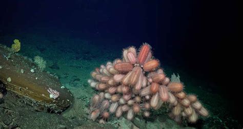 G­ü­n­e­y­ ­P­a­s­i­f­i­k­’­t­e­ ­B­i­l­i­n­m­e­y­e­n­ ­D­e­r­i­n­ ­D­e­n­i­z­ ­Y­a­ş­a­m­ı­ ­H­a­z­i­n­e­s­i­ ­K­e­ş­f­e­d­i­l­d­i­